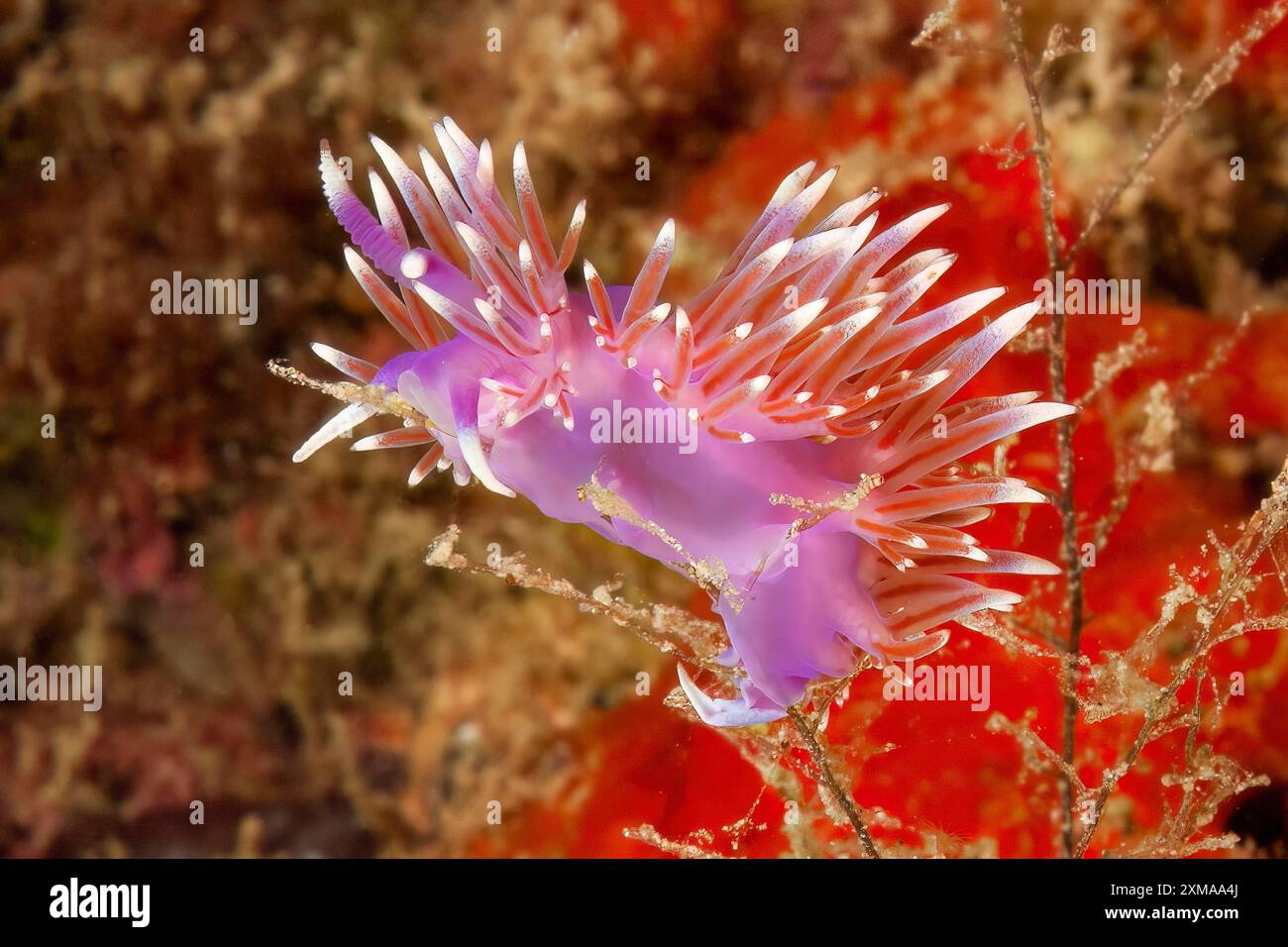 Nudibranche d'escargot fileté (Coryphella pedata) avec appendices avec glande intestinale moyenne translucide orange-rouge se nourrit sur les hydrozoaires, Atlantique est Banque D'Images