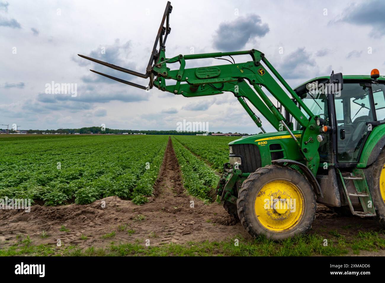 Champ de pommes de terre, crêtes de pommes de terre, pommes de terre primitives, 6 semaines après la plantation, un peu plus de 3 semaines à récolter, tracteur, Rhénanie du Nord-Westphalie, Allemagne Banque D'Images