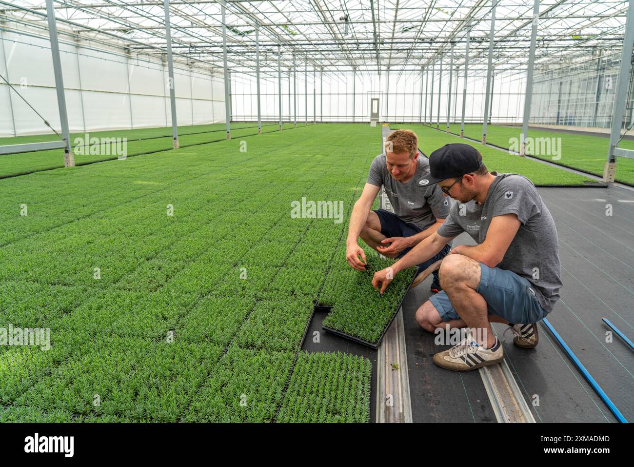 Pépinière horticole, boutures, plantes de lavande, Lavandula angustifolia, dans la maison de multiplication, ici les plantes poussent dans une humidité élevée pour se développer Banque D'Images