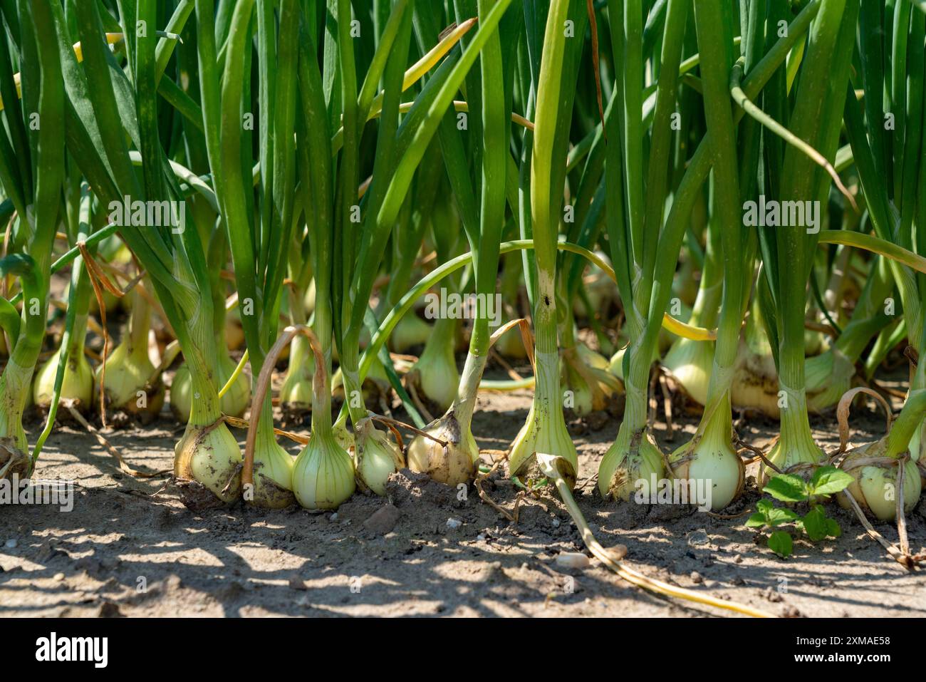 Agriculture, champ aux oignons, Niederkruechten, Rhénanie du Nord-Westphalie, Allemagne Banque D'Images