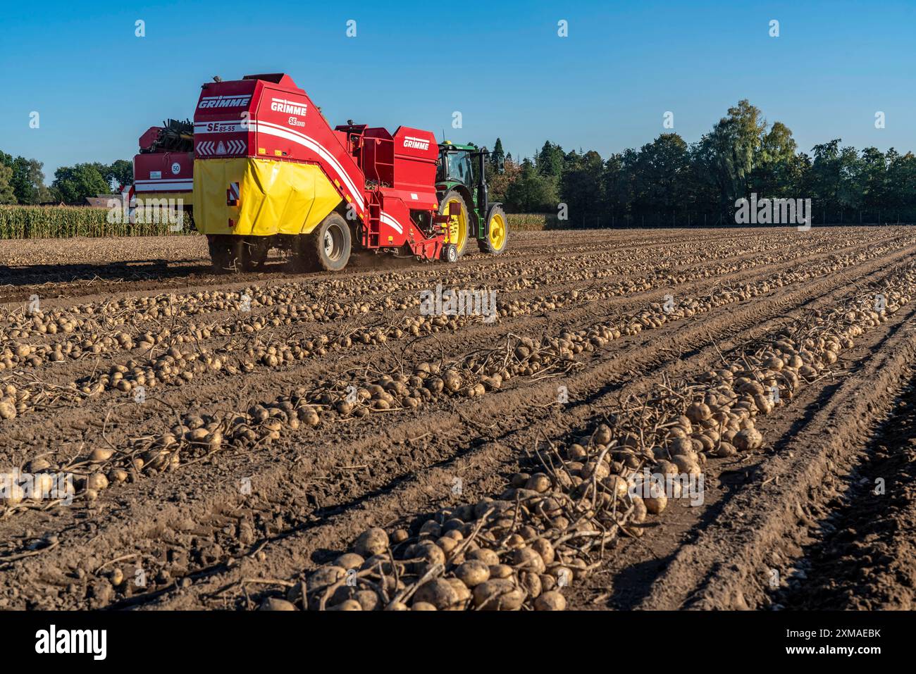 Récolte des pommes de terre, dite méthode de récolte fractionnée, les tubercules sont d'abord retirés du sol, avec une récolteuse de pommes de terre, à l'ombre Banque D'Images