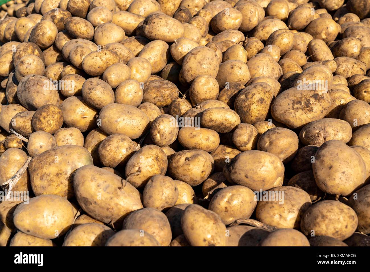 Récolte de pommes de terre, variété Melodie, méthode de récolte dite fractionnée, les tubercules sont d'abord retirés du sol avec un planteur de rang, puis, après un Banque D'Images