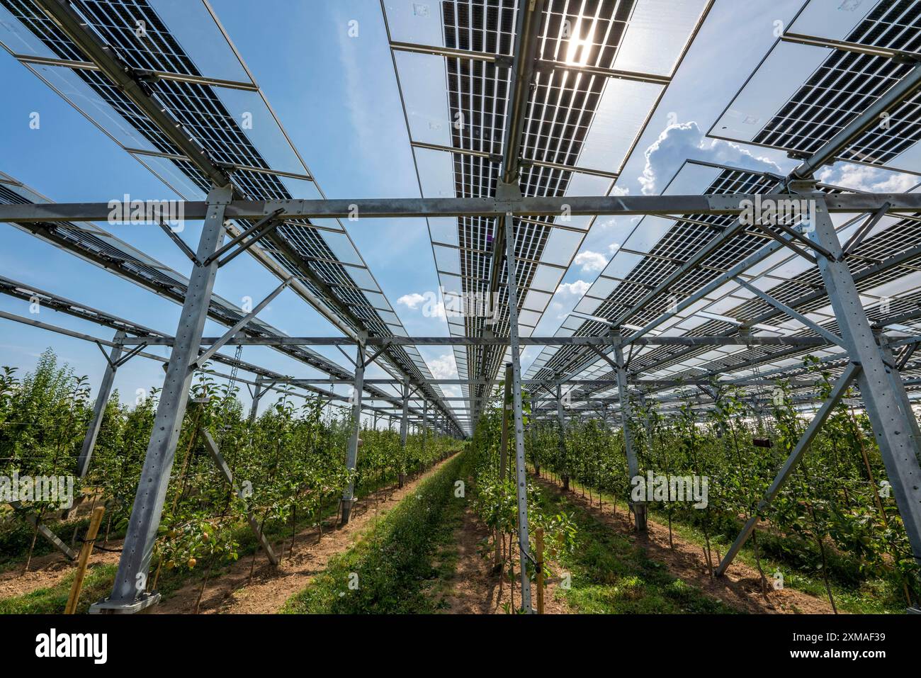 Usine d’essai agrophotovoltaïque, un verger de pommiers avec deux systèmes différents de modules photovoltaïques a été couvert sur 3000 mètres carrés, la pluie et la lumière du soleil viennent Banque D'Images