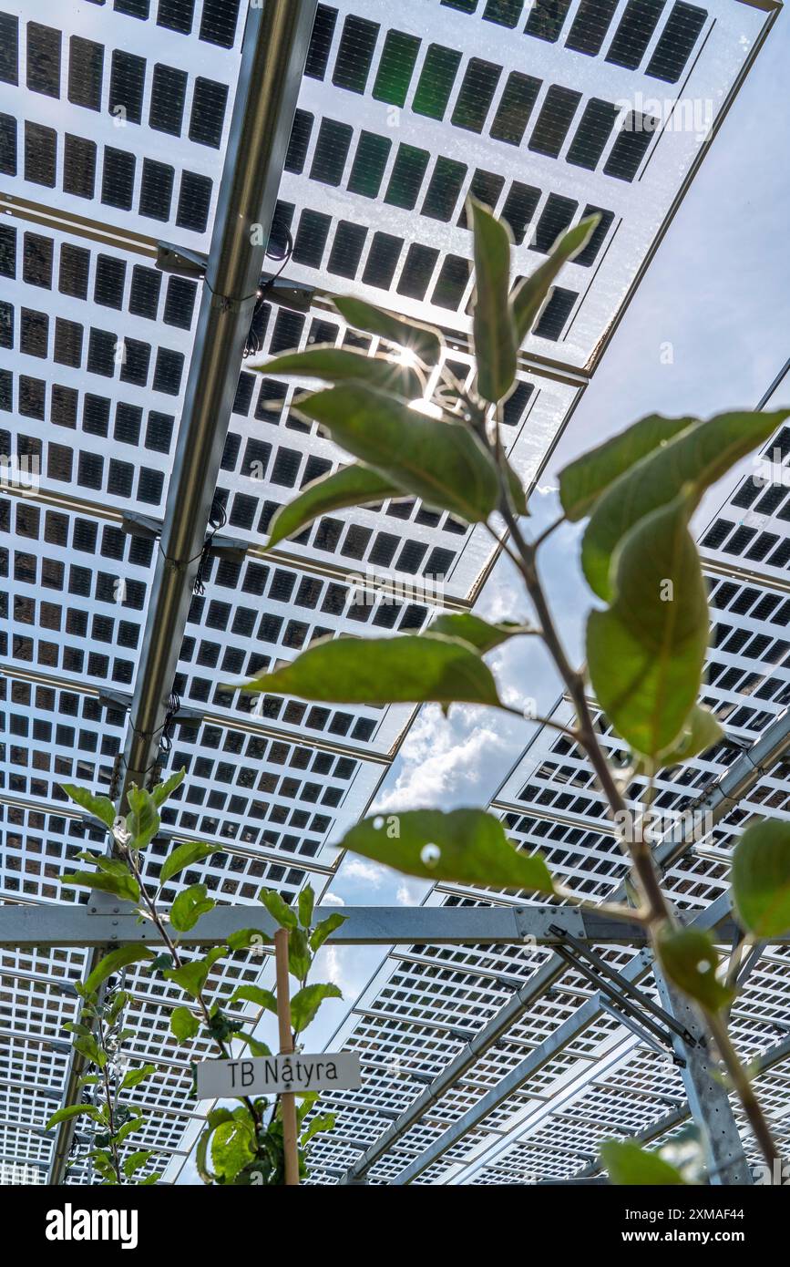 Usine d’essai agrophotovoltaïque, un verger de pommiers avec deux systèmes différents de modules photovoltaïques a été couvert sur 3000 mètres carrés, la pluie et la lumière du soleil viennent Banque D'Images