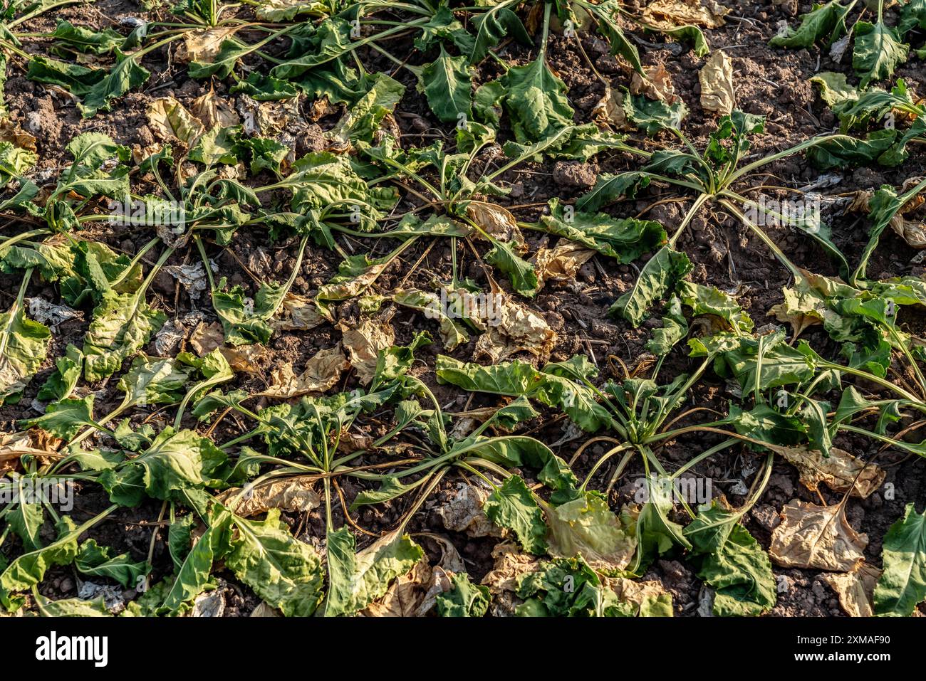 Champ avec des plantes fanées, betterave à sucre qui n'a pas survécu à la longue sécheresse, faible pluviométrie saison estivale, près de Minden, Rhénanie du Nord-Westphalie, Allemagne Banque D'Images