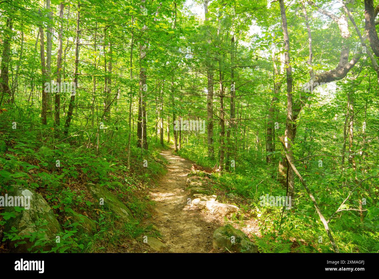 Appalachian Trail, Géorgie, États-Unis 2024 Banque D'Images Appalachian Trail, Géorgie, États-Unis 2024 Banque D'Images