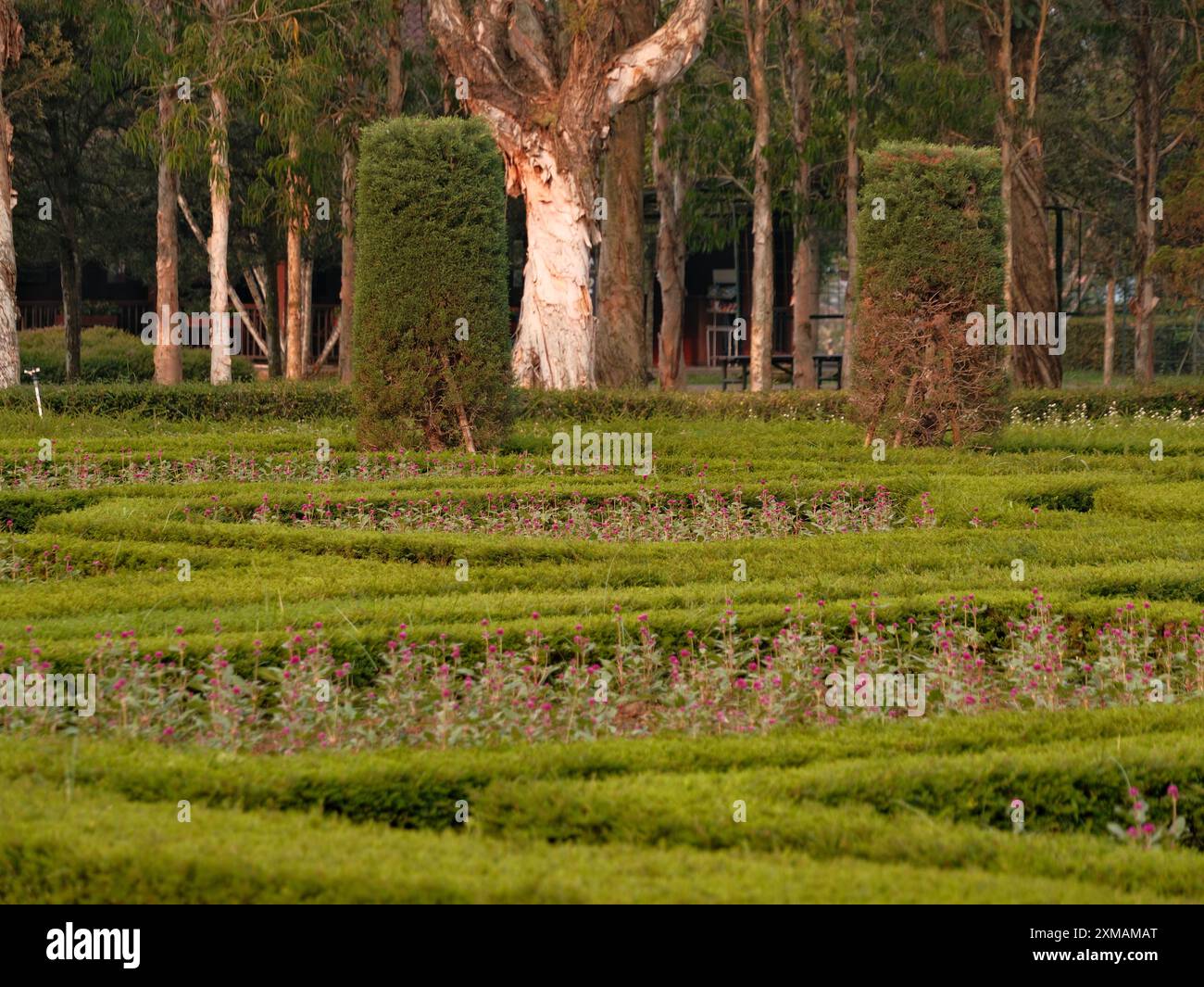 Un grand arbre se dresse au milieu d'un champ de buissons. Les buissons sont taillés en un motif labyrinthique Banque D'Images