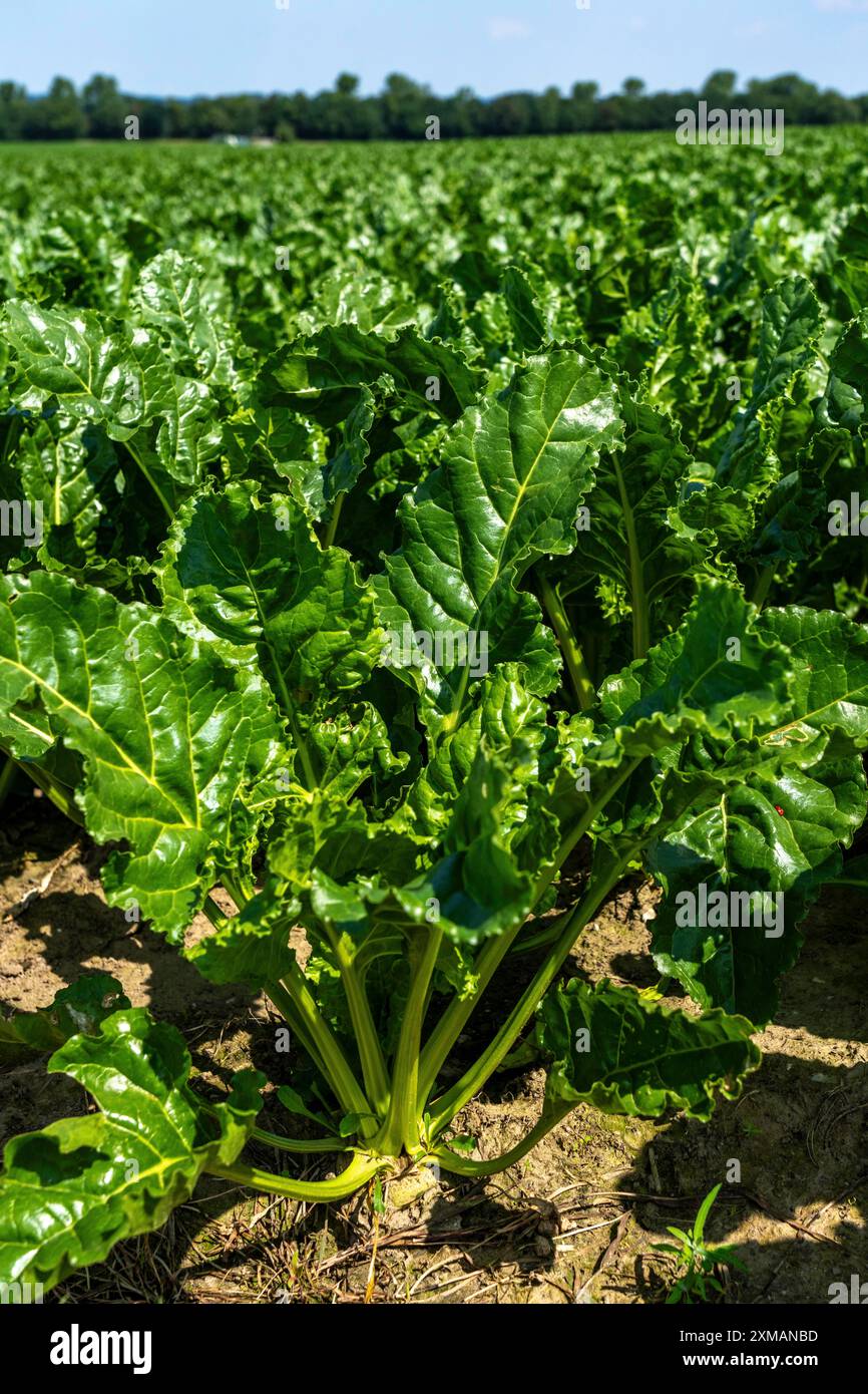 Agriculture, champ, champ de betterave sucrière, stade précoce de croissance, croissance vigoureuse, près d'Issum, Rhénanie-du-Nord-Westphalie, Allemagne Banque D'Images