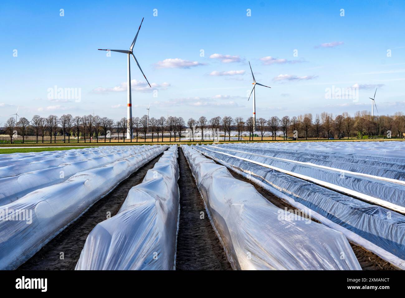 Champs d'asperges, tiges d'asperges sous feuille, pour une croissance plus rapide, dans le fond de la feuille serres pour les fraises, éoliennes, près Banque D'Images