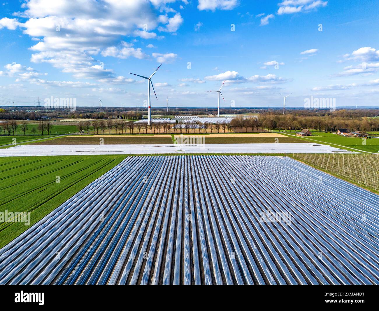 Champs d'asperges, tiges d'asperges sous feuille, pour une croissance plus rapide, dans le fond de la feuille serres pour les fraises, éoliennes, près Banque D'Images