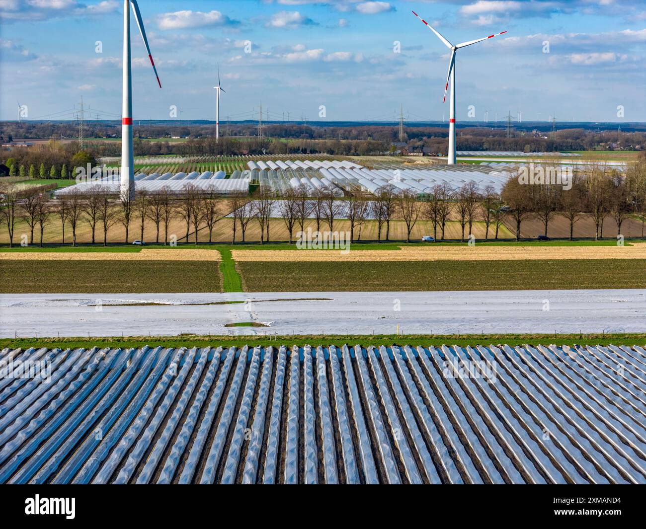 Champs d'asperges, tiges d'asperges sous feuille, pour une croissance plus rapide, dans le fond de la feuille serres pour les fraises, éoliennes, près Banque D'Images
