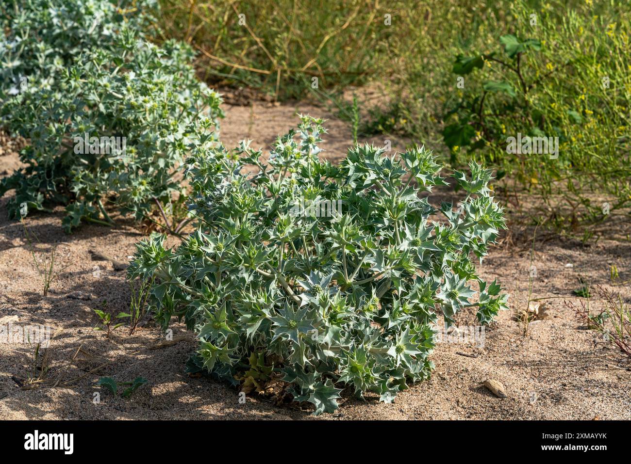 Le Sea Holly prospère dans les zones côtières. Il stabilise les sols sablonneux, prévient l'érosion en soutenant la biodiversité et en protégeant les zones intérieures. Banque D'Images