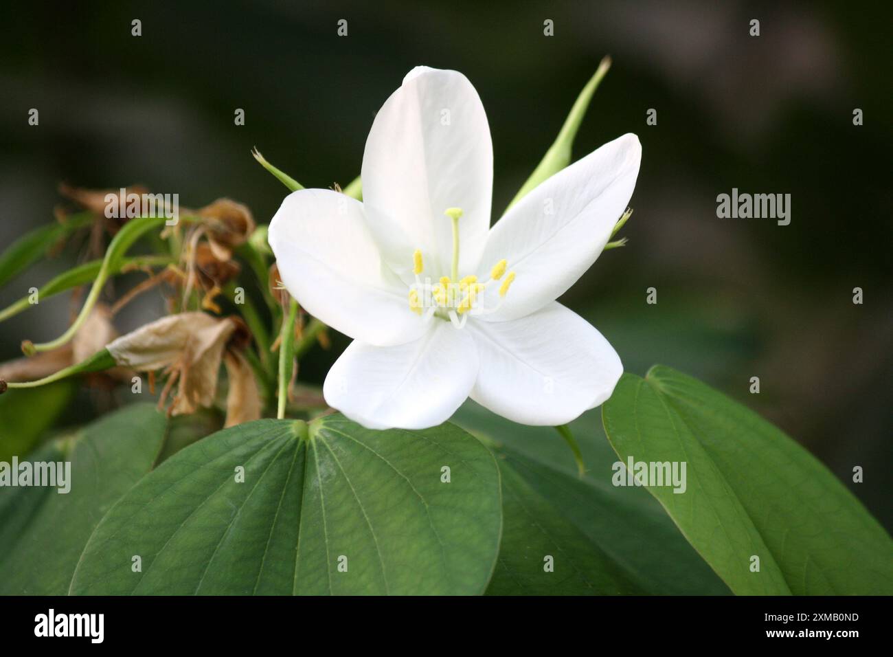 Fleur d'orchidée blanche (Bauhinia acuminata) parmi les feuillages verts : (pix Sanjiv Shukla) Banque D'Images