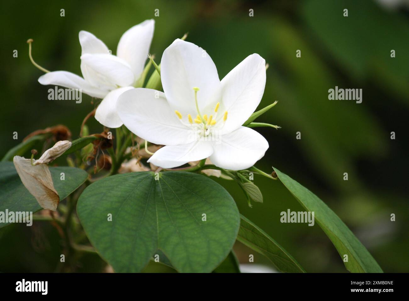 Fleur d'orchidée blanche (Bauhinia acuminata) parmi les feuillages verts : (pix Sanjiv Shukla) Banque D'Images