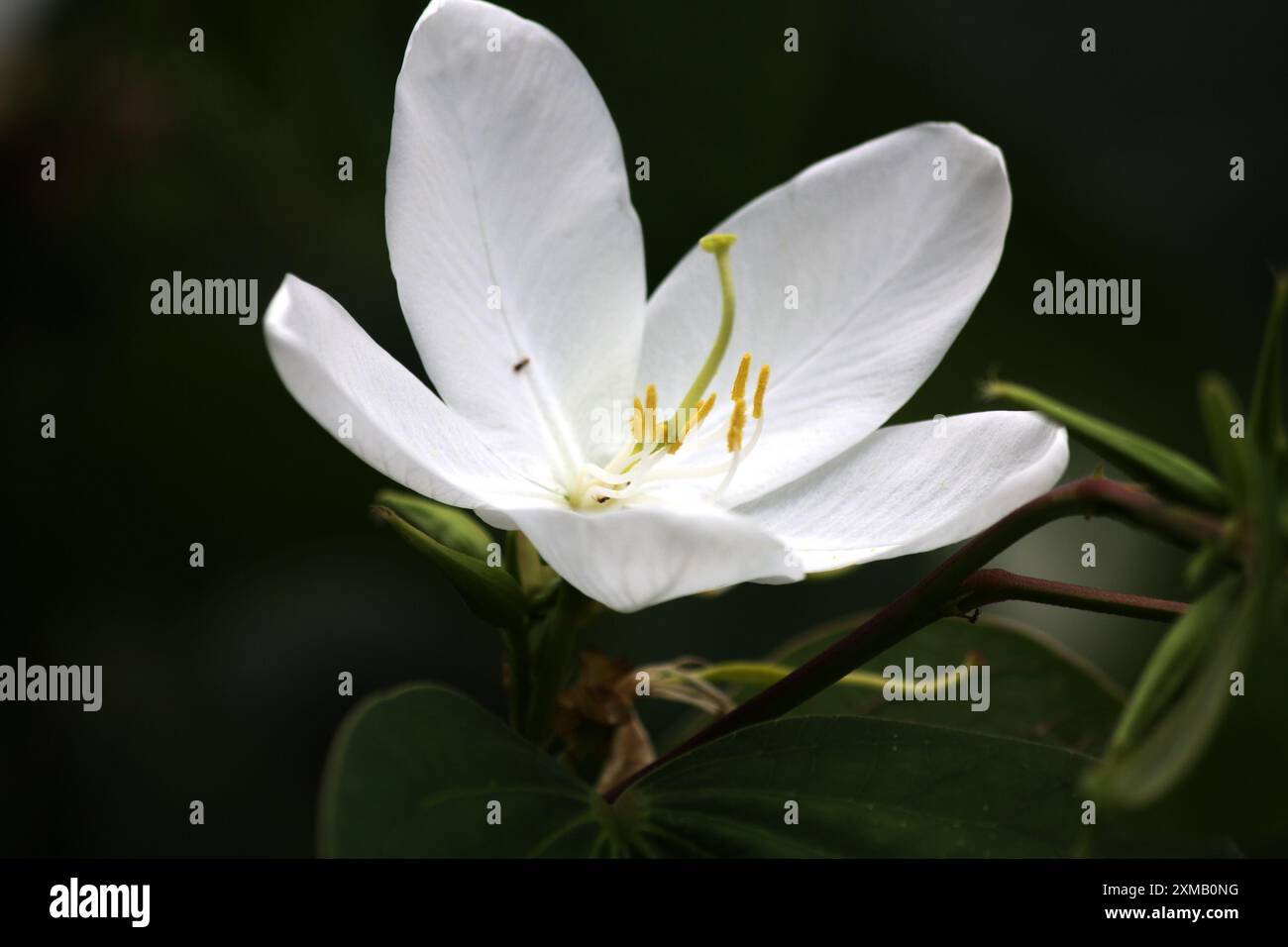 Fleur d'orchidée blanche (Bauhinia acuminata) parmi les feuillages verts : (pix Sanjiv Shukla) Banque D'Images
