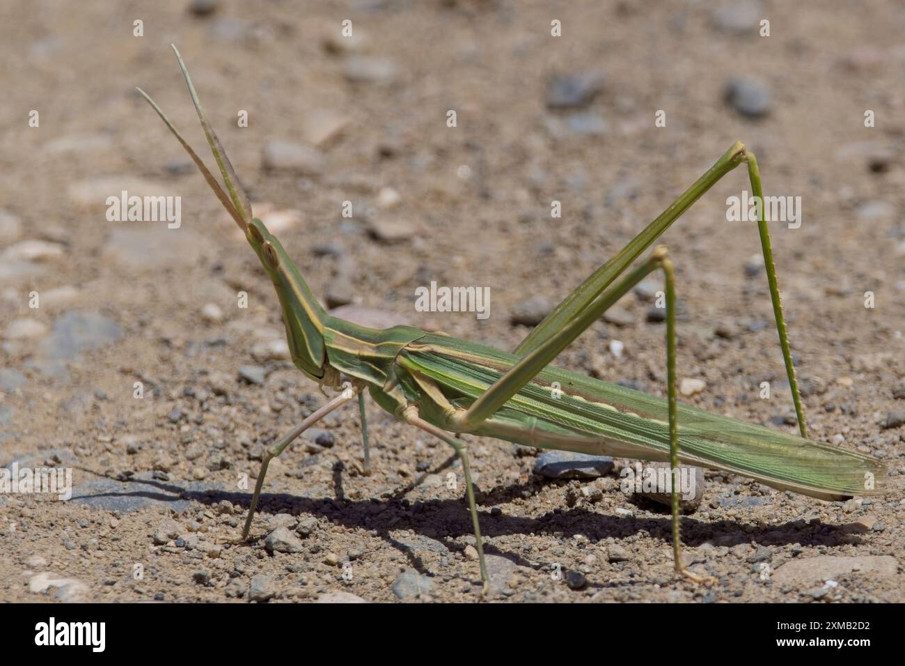 Grasshopper à tête conique (Truxalis nasuta), sur le sol à l'embouchure du Parc naturel du Rio Guadalhorce, Malaga, Andalousie, Espagne. Banque D'Images