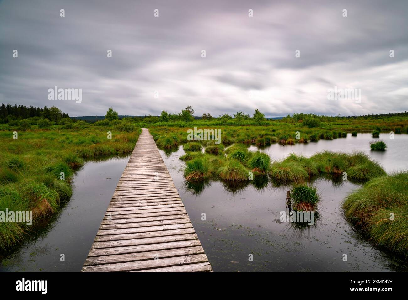 Les Hautes Fagnes, Brackvenn, tourbière surélevée, sentier de randonnée en planches de bois, en Wallonie, Belgique, à la frontière avec l'Allemagne Banque D'Images