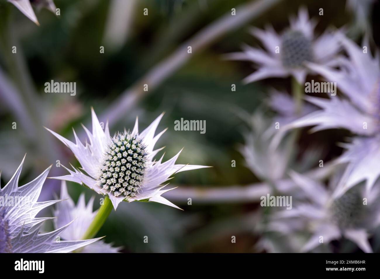 Gros plan d'une fleur argentée bleuâtre d'Eryngium planum en été Banque D'Images