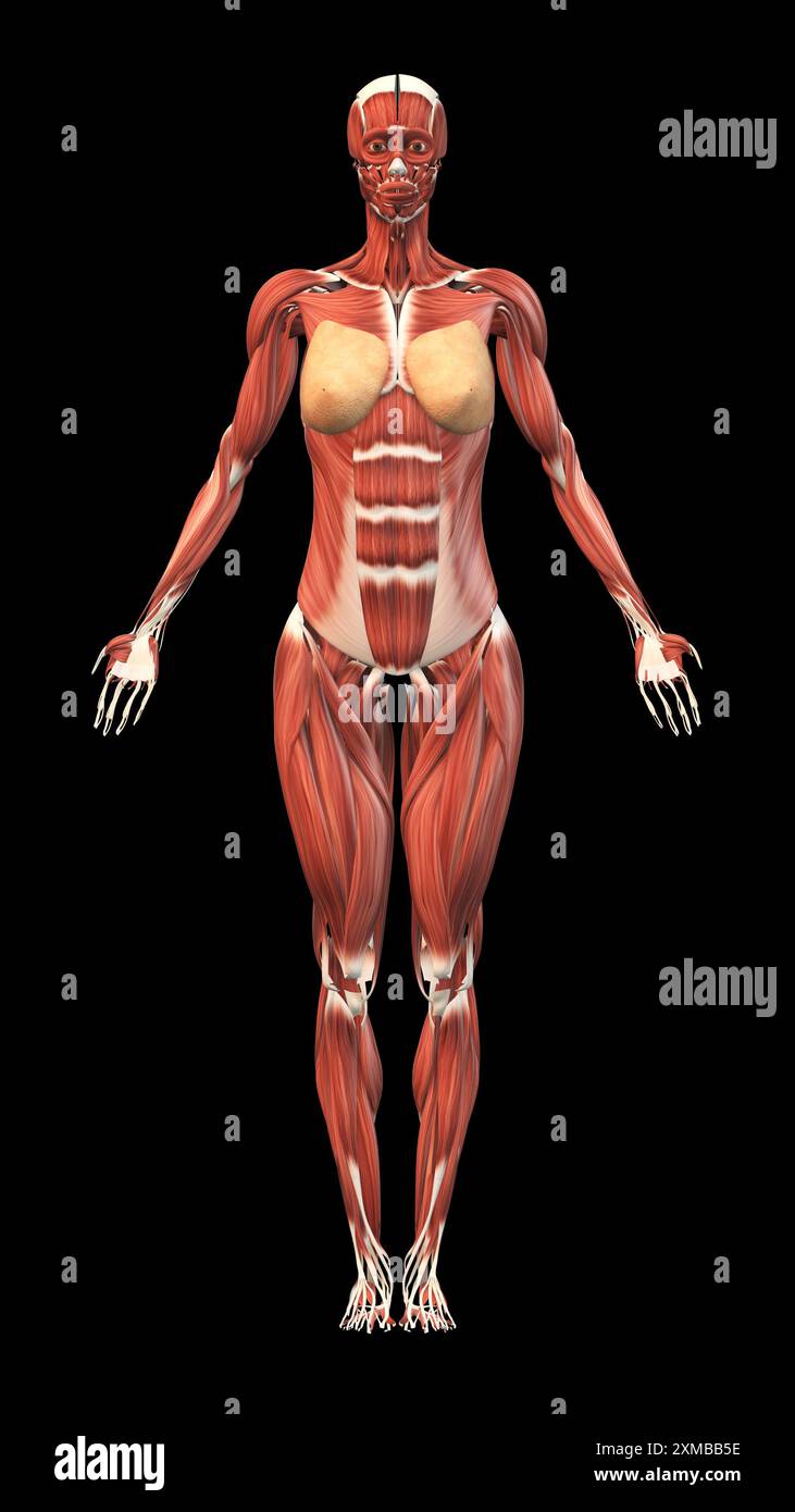 Muscles féminins avec fond noir vertical Banque D'Images