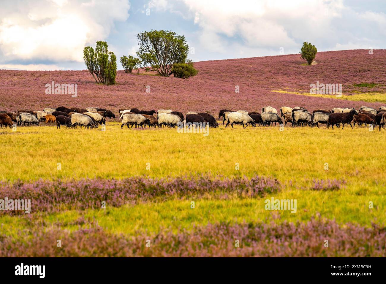 Troupeau de Heidschnucken, dans les Heath de Lueneburg, près de Niederhaverbeck, fleur de bruyère de la bruyère à balais, dans la réserve naturelle des Heath de Lueneburg, inférieure Banque D'Images