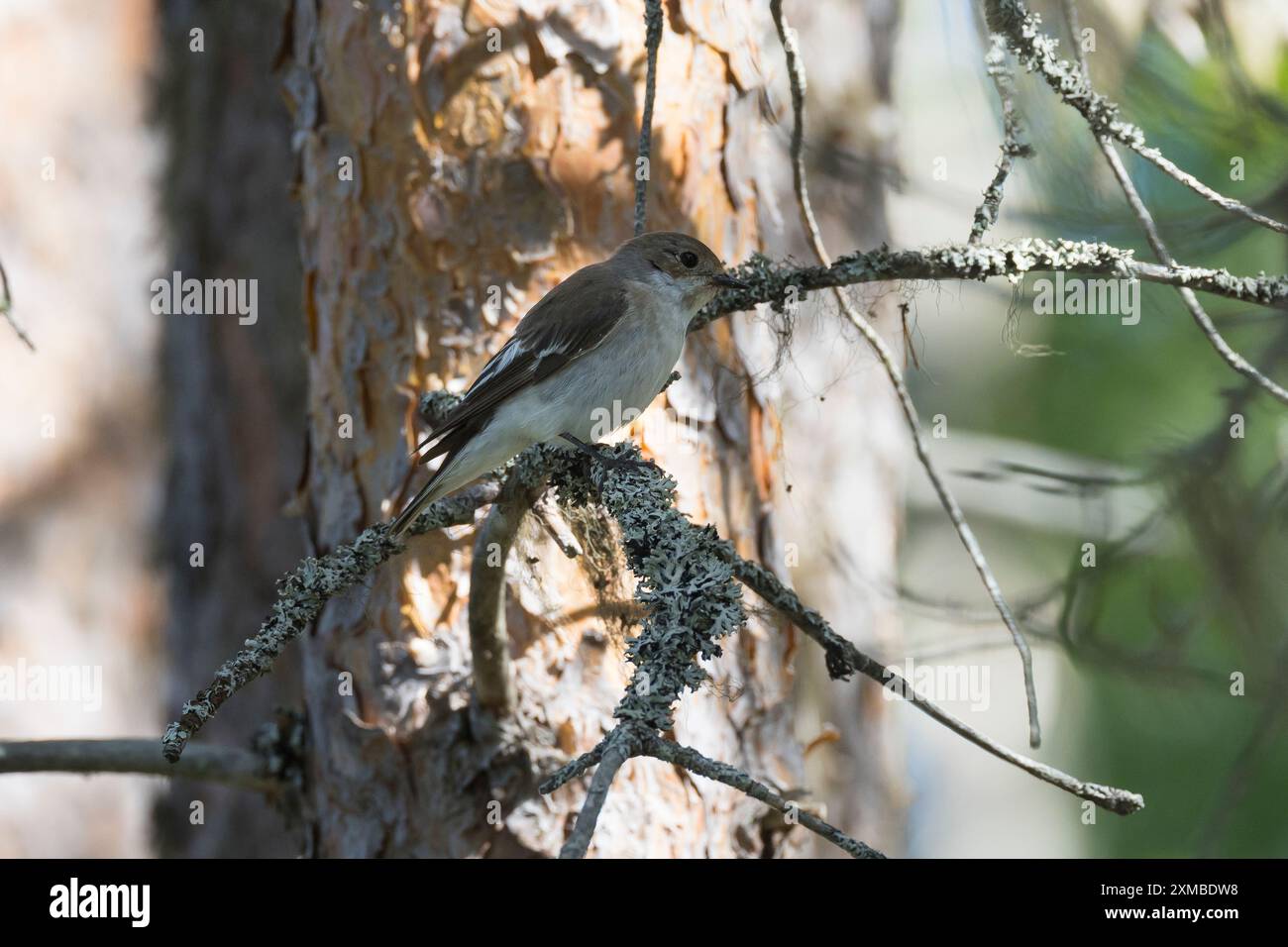 Trauerschnäpper, Weibchen, Trauer-Schnäpper, Trauer-Fliegenschnäpper, Trauerfliegenschnäpper, Fliegenschnäpper, Ficedula hypoleuca, pied Flycatcher, E. Banque D'Images