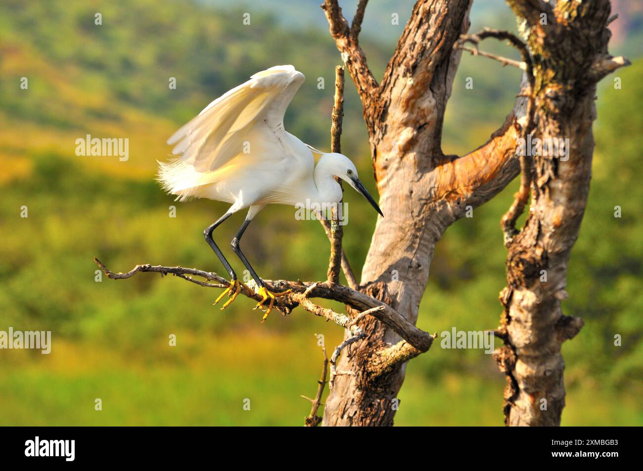 Aigrette (oiseau blanc) atterrissant dans l'arbre mort Banque D'Images