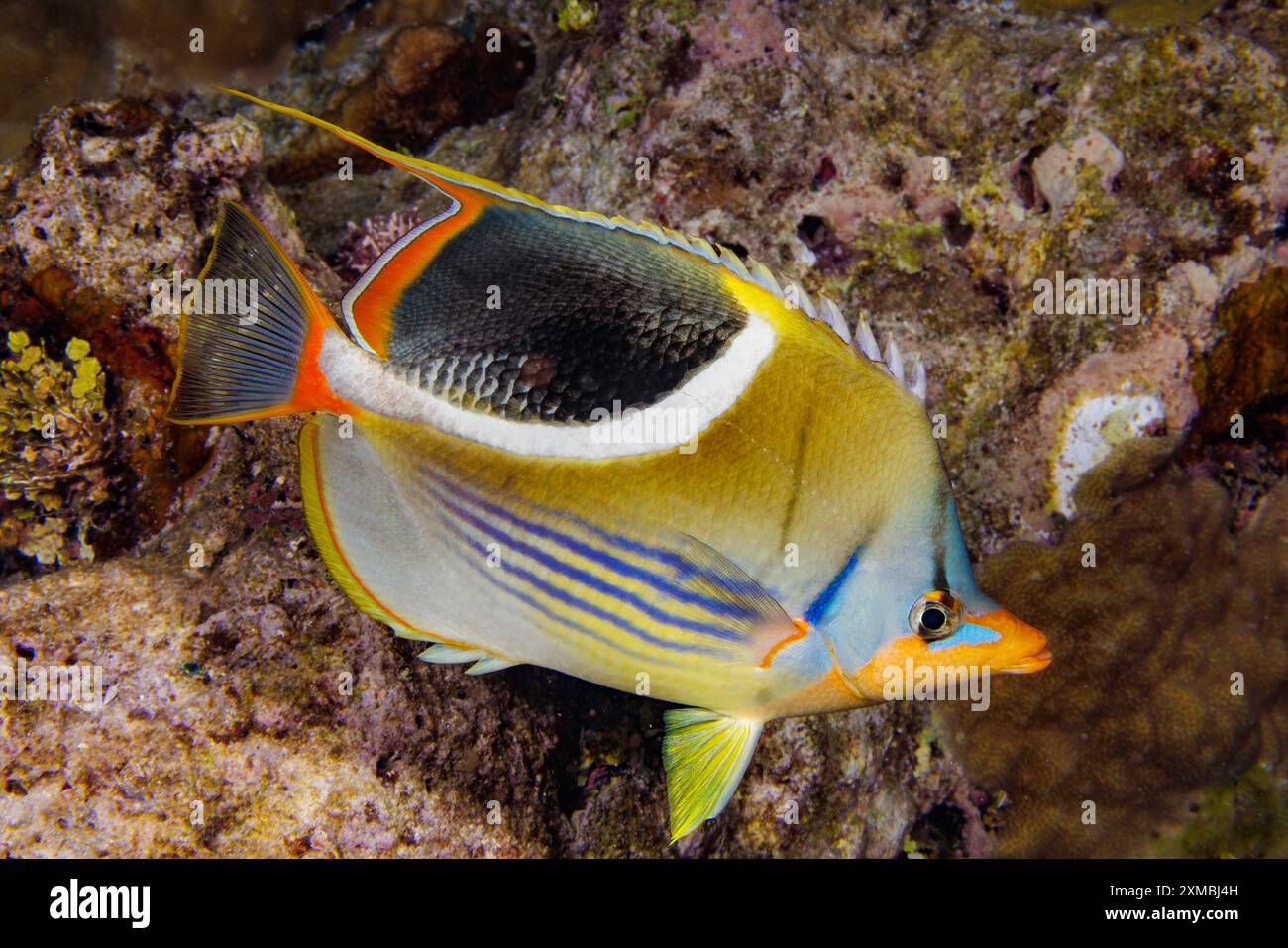 Le poisson papillon sellé, Chaetodon ephippium, est un grand poisson papillon que l'on trouve dans les zones d'eau claire et riche en corail jusqu'à une profondeur de 30 mètres. Photographie Banque D'Images