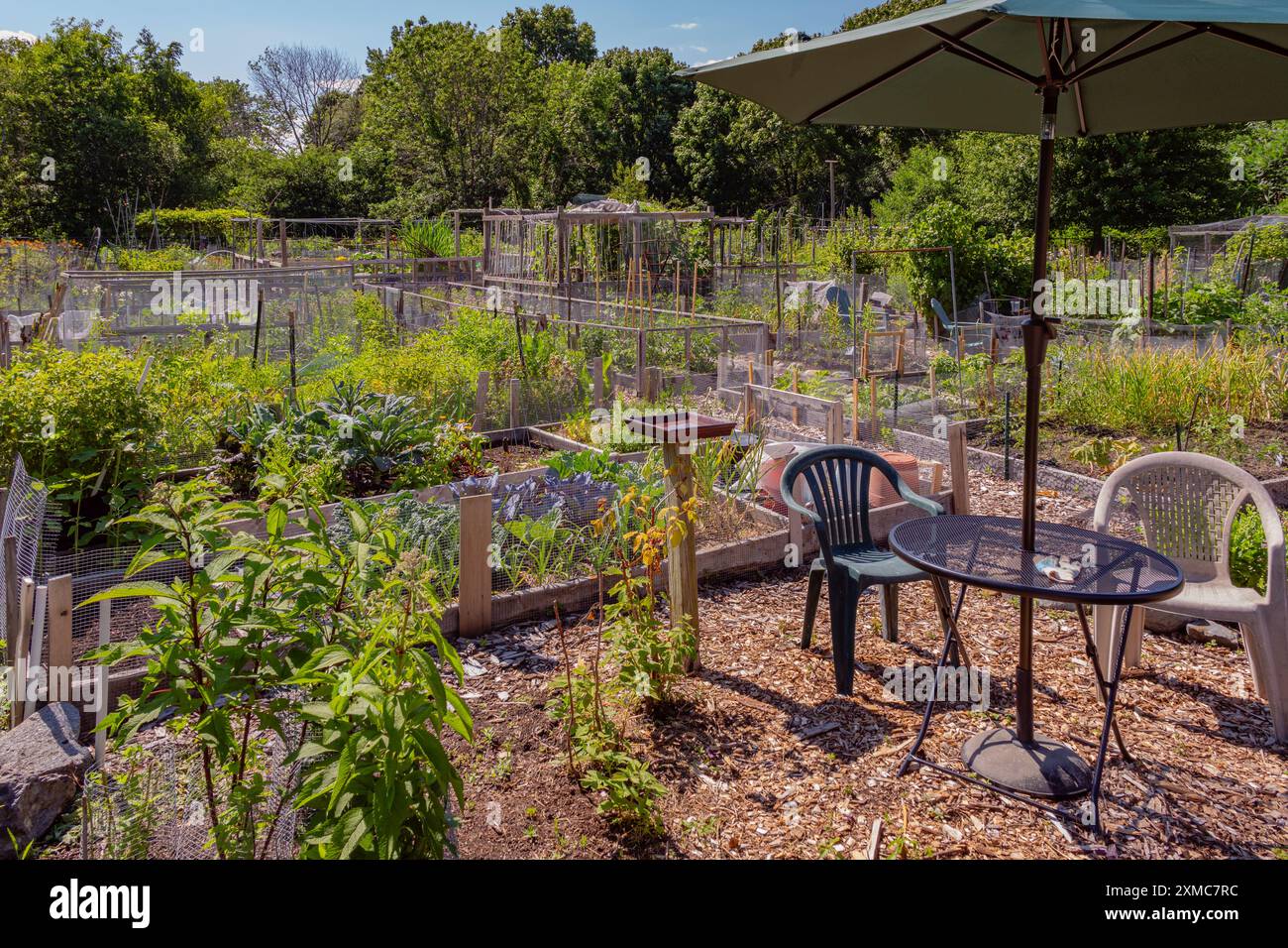 Jardin potager de la communauté urbaine dans des lits de jardinières surélevés. Banque D'Images