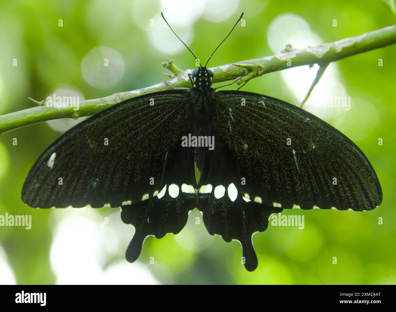 Papilio Polytes est un papillon qui a de beaux motifs de couleur et vit dans de nombreux pays asiatiques, y compris en Indonésie Banque D'Images