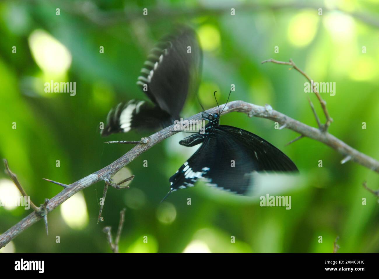 Papilio Polytes est un papillon qui a de beaux motifs de couleur et vit dans de nombreux pays asiatiques, y compris en Indonésie Banque D'Images