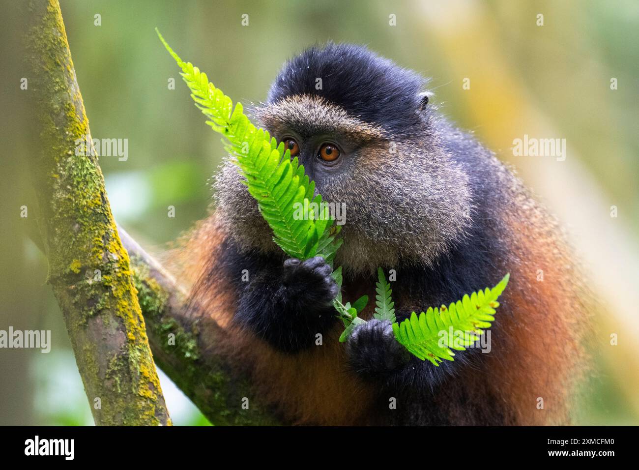 Rwanda, Parc National des volcans. Fougère mangeuse de singe doré (Cercopithecus kandti) dans un habitat typique de la forêt de bambous. Banque D'Images