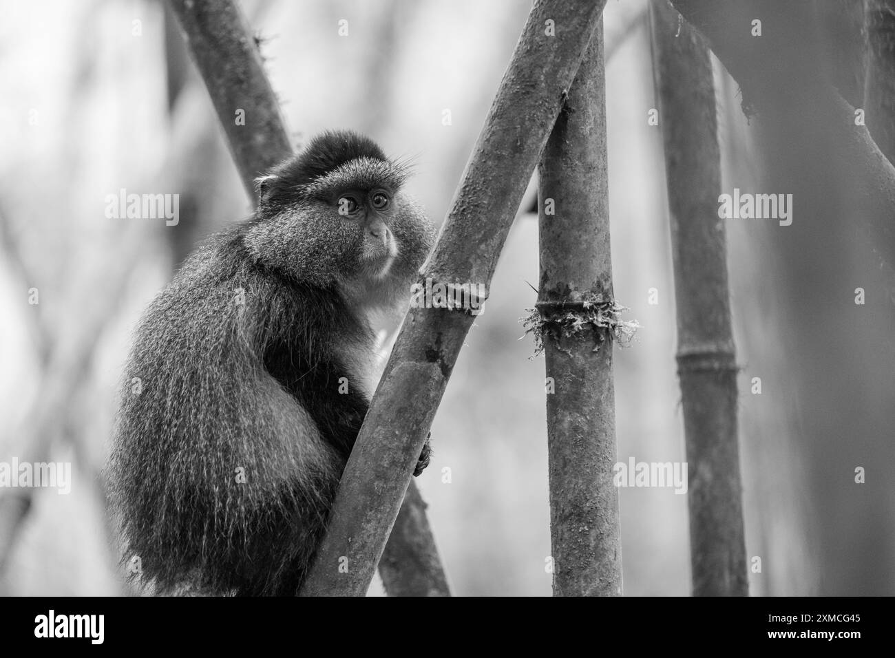 Rwanda, Parc National des volcans. Singe doré (Cercopithecus kandti) dans un habitat typique de la forêt de bambous. NOIR ET BLANC Banque D'Images