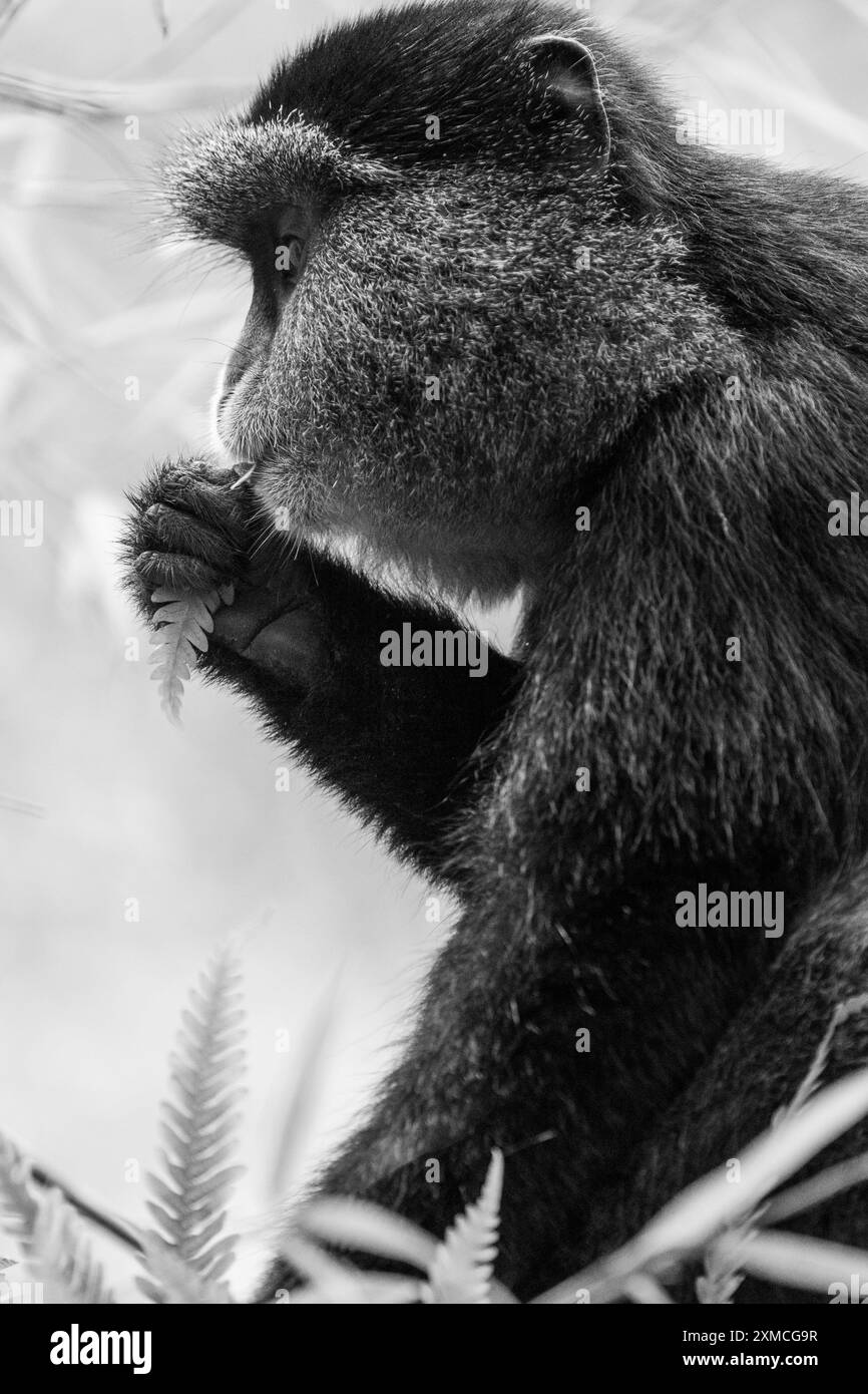 Rwanda, Parc National des volcans. Singe doré (Cercopithecus kandti) dans un habitat typique de la forêt de bambous. NOIR ET BLANC Banque D'Images