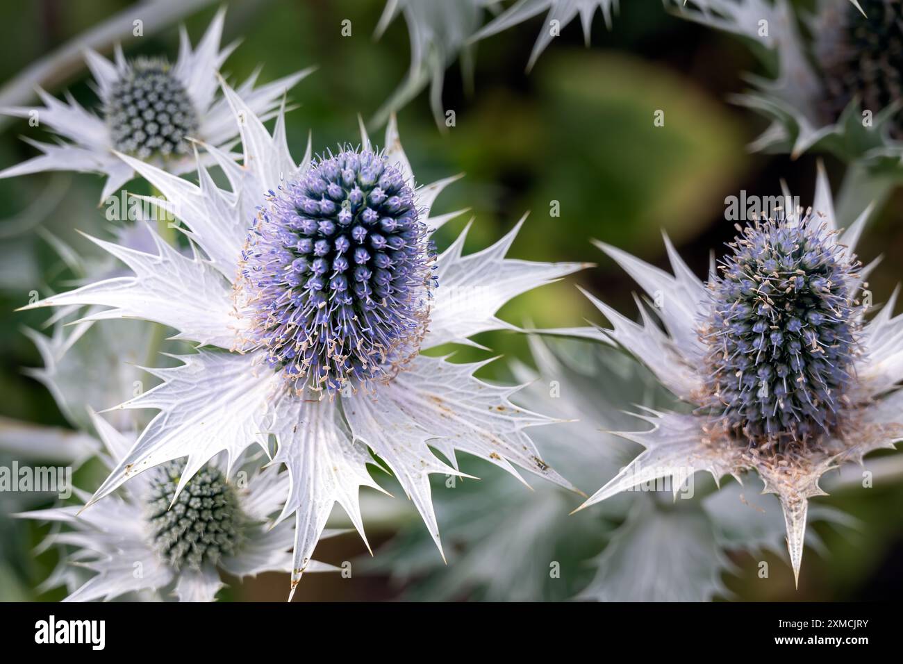 Gros plan d'une fleur argentée bleuâtre d'Eryngium planum en été Banque D'Images