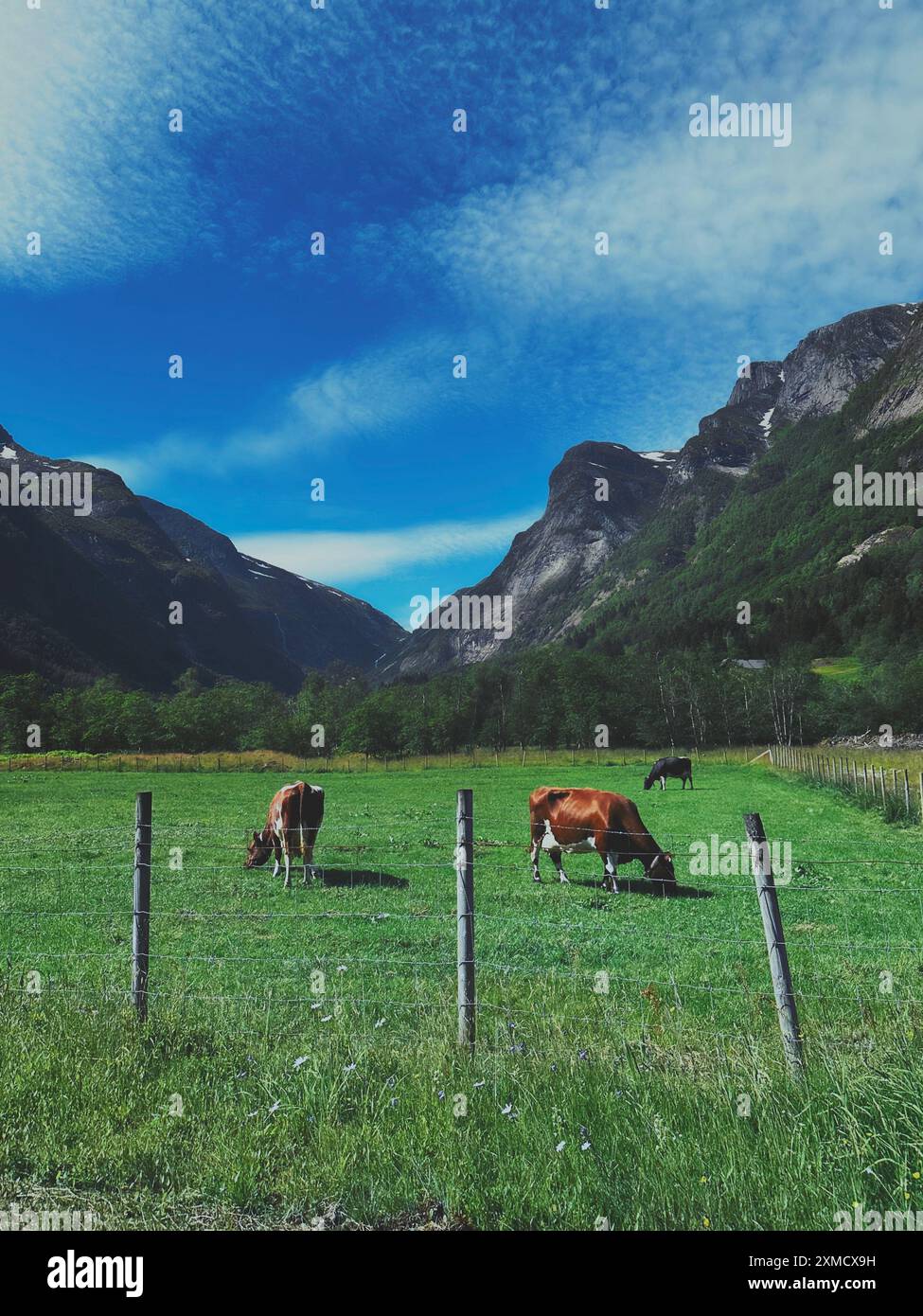 Deux vaches qui paissent dans un champ verdoyant avec des montagnes majestueuses en arrière-plan Banque D'Images
