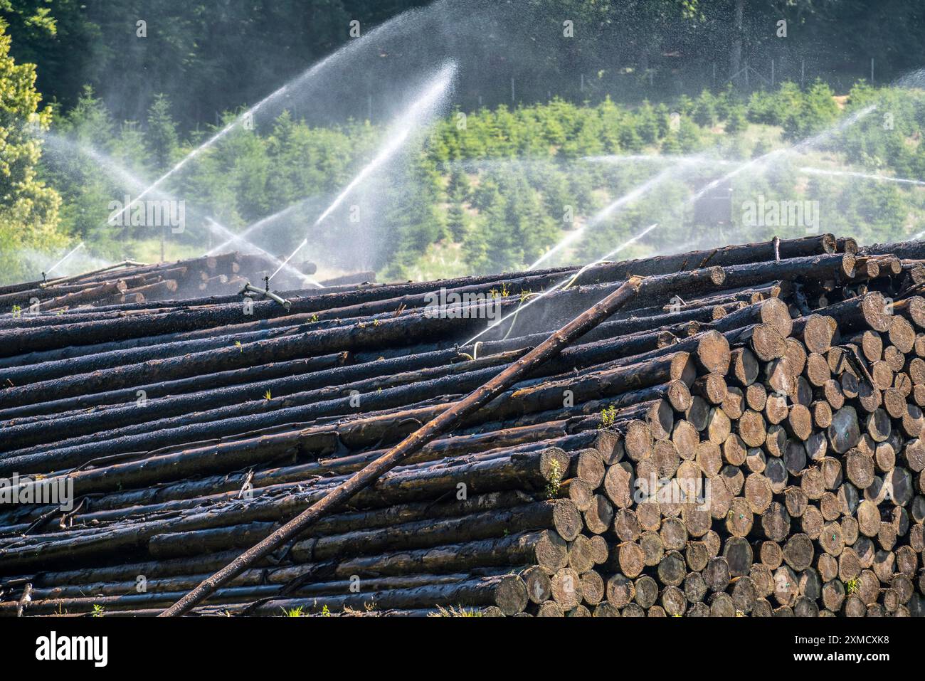 Stockage de bois humide d'une scierie, le bois qui est stocké plus longtemps est saupoudré d'eau de sorte que les bûches absorbent l'eau et éloignent ainsi les parasites et le WO Banque D'Images
