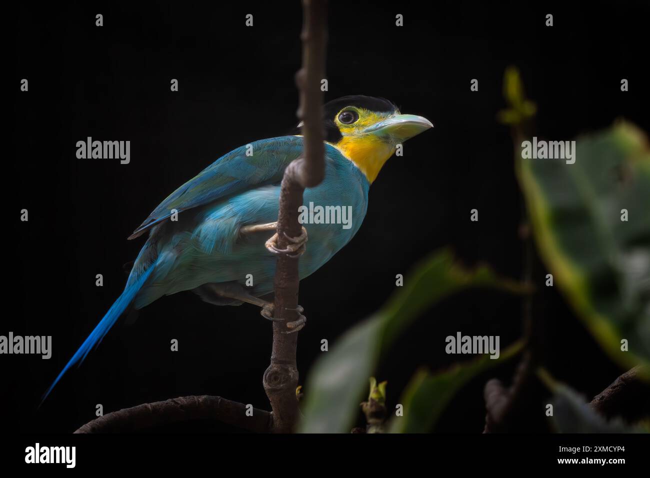 Broadbill à longue queue - Psarisomus dalhousiae, bel oiseau perché coloré des forêts à feuilles persistantes asiatiques, Bornéo, Malaisie. Banque D'Images