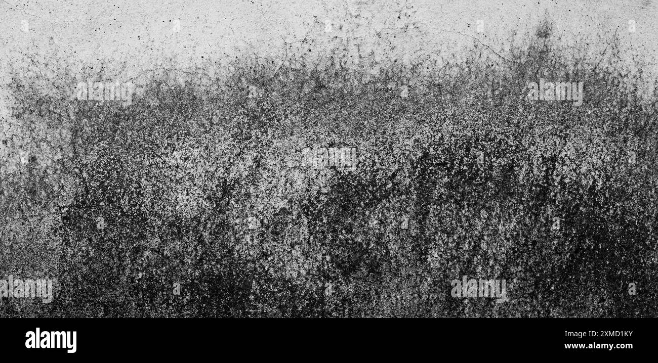 Le fond est un vieux mur de ciment blanc avec de la moisissure. Banque D'Images