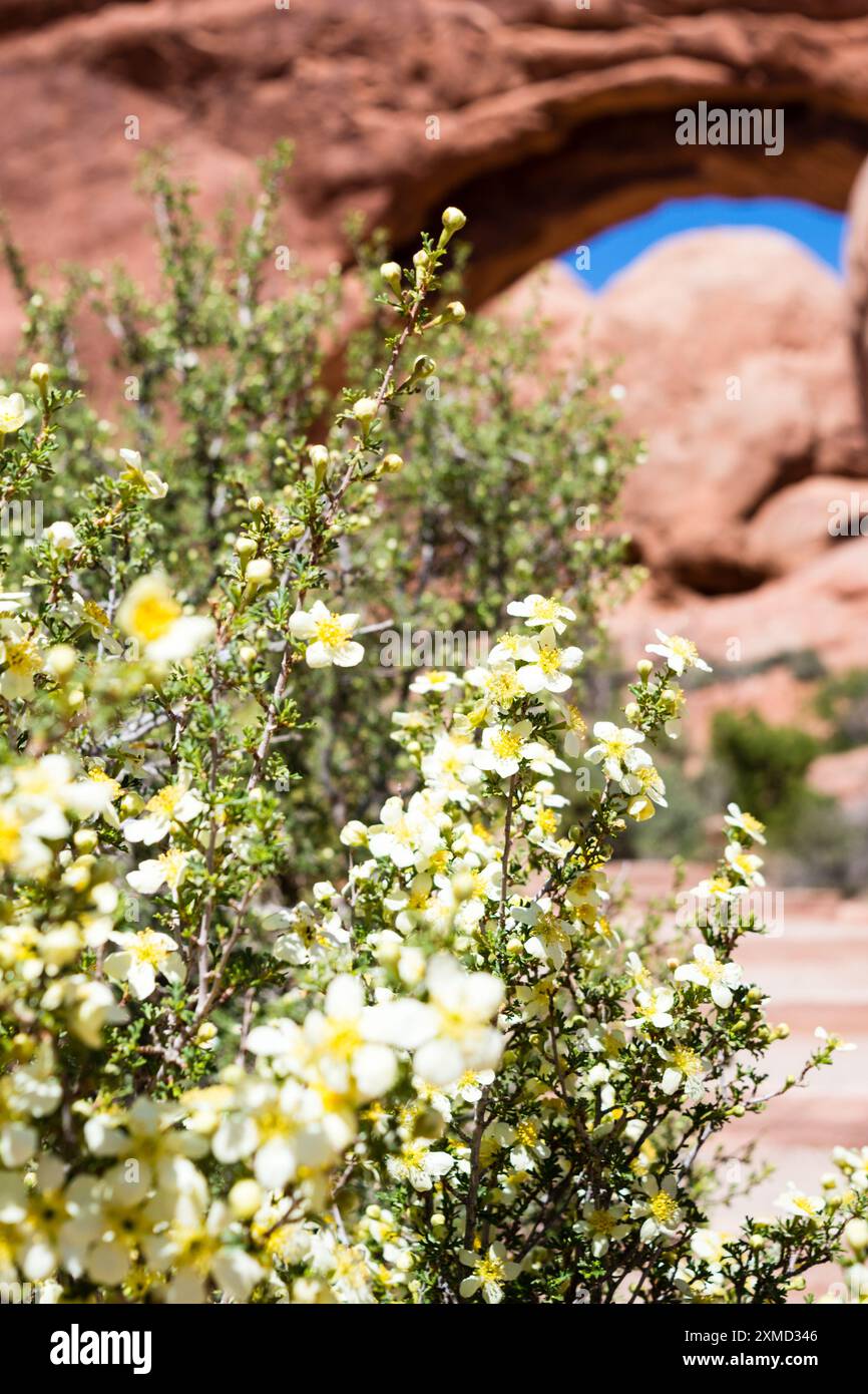 Fleurs de printemps fleurissant le long du sentier vers double Arch dans le parc national d'Arches - Moab, Utah, États-Unis Banque D'Images