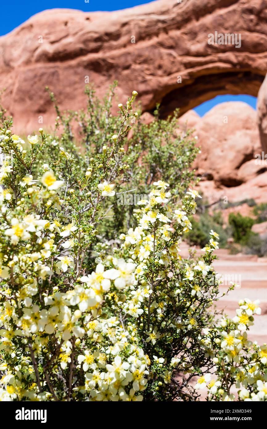 Fleurs de printemps fleurissant le long du sentier vers double Arch dans le parc national d'Arches - Moab, Utah, États-Unis Banque D'Images