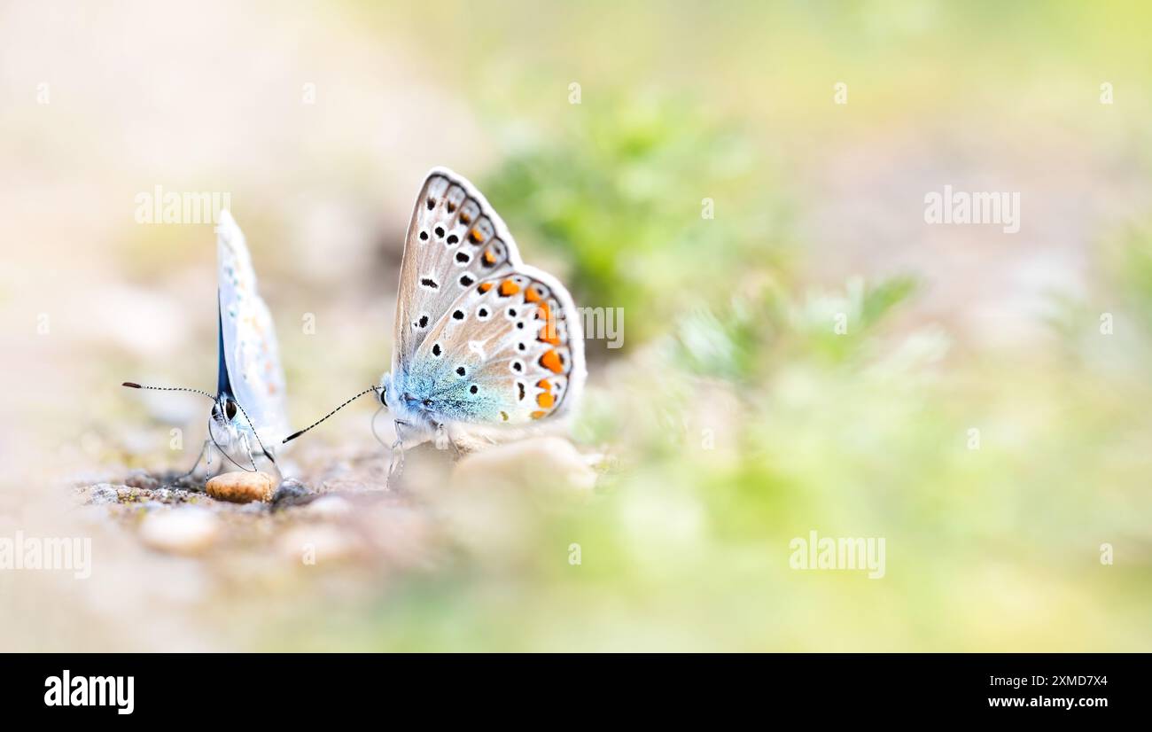Macro-photographie de deux papillons bleus communs (Polyommatus Icarus) sur un chemin avec petits cailloux, angle bas, couleurs douces, espace copie Banque D'Images
