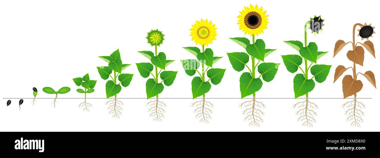 Cycle de croissance de la plante de tournesol isolé sur fond blanc. Illustration de Vecteur