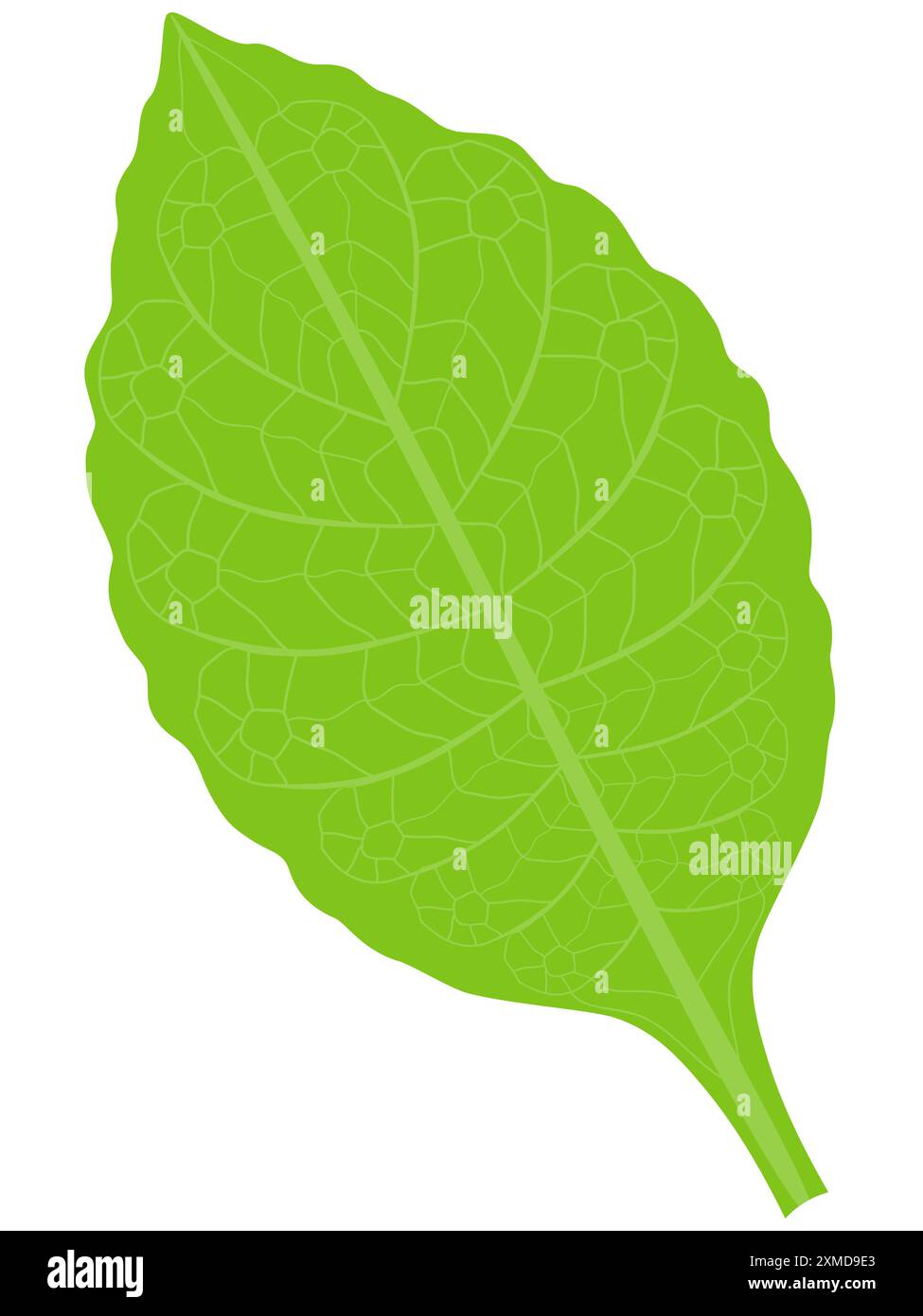 Feuille verte de tabac isolée sur fond blanc. Illustration de Vecteur