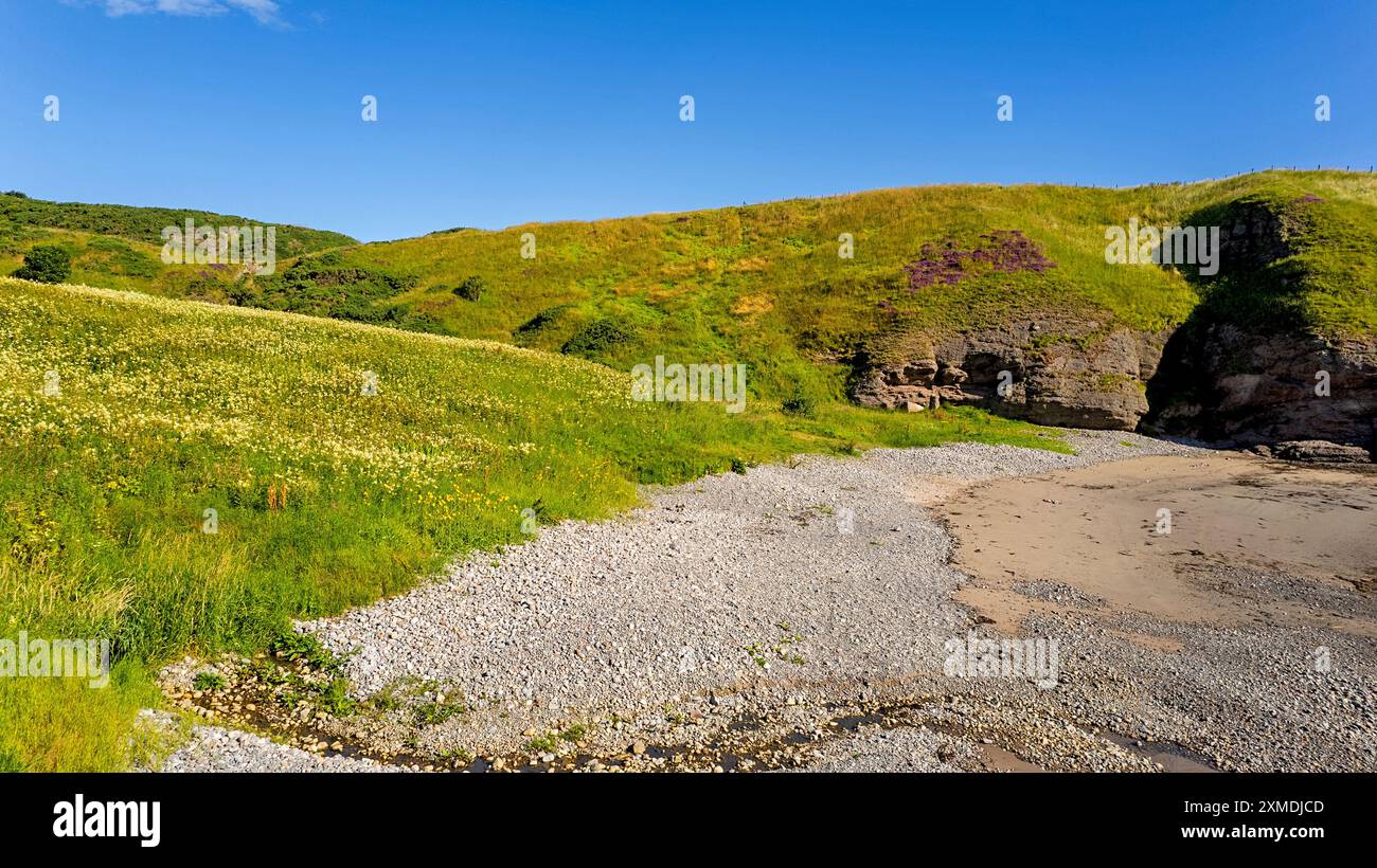 Cullykhan Beach et Bay Aberdeenshire Écosse les fleurs et les herbes autour de la plage de sable un matin d'été Banque D'Images