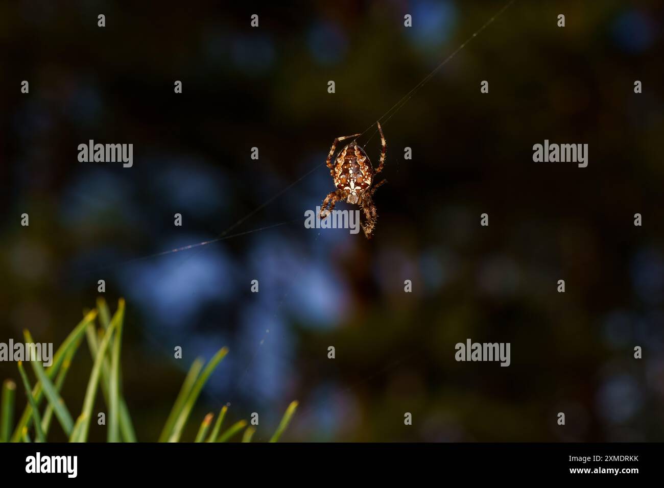 Araneus diadematus famille Araneidae genre Araneus Cross Orbweaver nature sauvage photographie d'araignée, image, papier peint Banque D'Images