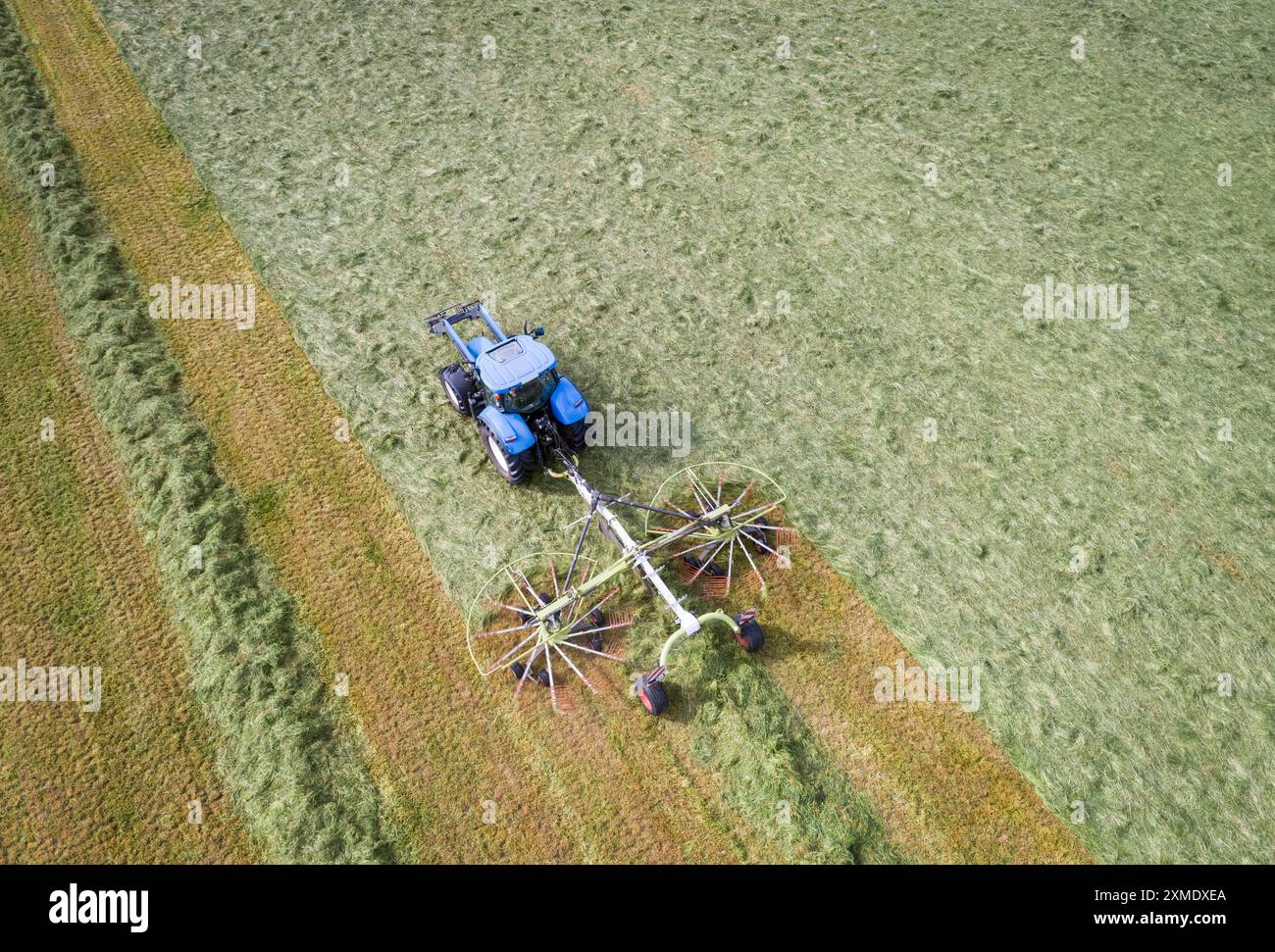 Gras schwaden für Heu oder Grassilage. In Deutschland wir das meiste gras in Form von Grassilage als Winterfutter für das Rindvieh eingelagert. Aber auch Heu spielt BEI der Rindvieh- Schaf- und Pferdefütterung immer nicht eine große Rolle. Abhängig vom Wetter ist es einfacher, Grassilage zu gewinnen - insbesonderne in nassen Sommern wie 2024. In Bayern ist in bestimmten Regionen die Vermarktung von Heumilch verbreitet - BEI der als Grundfutter keine ensilage sondern ausschliesslich nur frisches gras oder Heu an die laktierenden Kühe verfüttert werden darf. Région Weser-EMS Niedersachsen Deutschl Banque D'Images