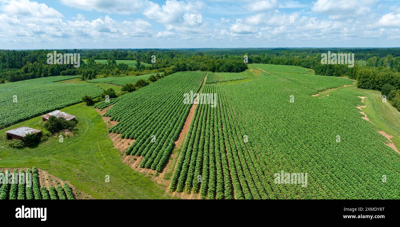 Aérien de plants de tabacco en floraison sur plantation en Virginie USA Banque D'Images