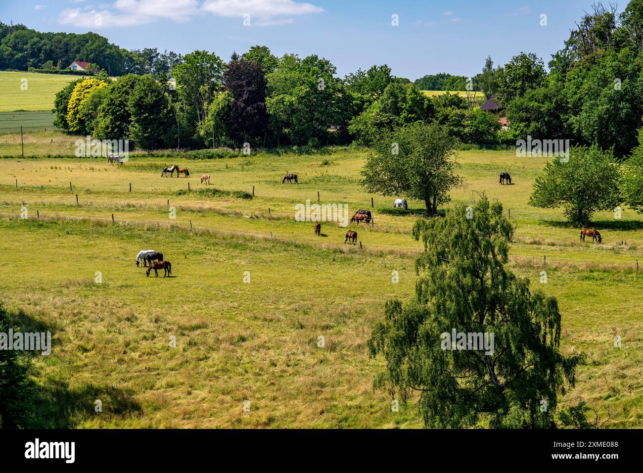 Pâturage avec chevaux, au-dessus de la Ruhr près de Wengern, district de Wetter an der Ruhr, dans le district d'Ennepe-Ruhr, Rhénanie du Nord-Westphalie, Allemagne Banque D'Images