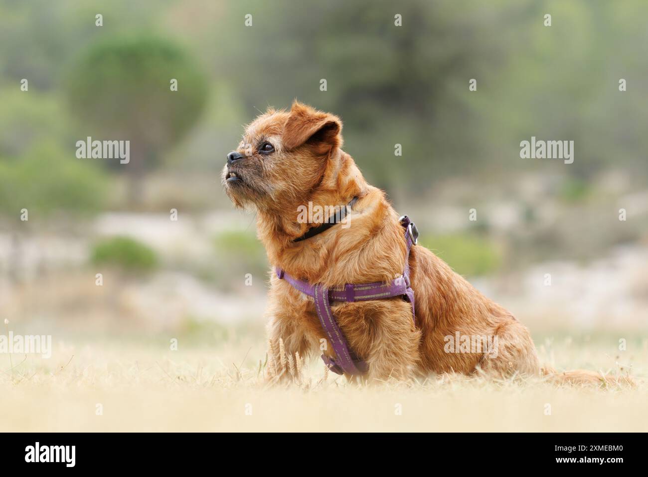 Portrait du chien Nami avec un beau bokeh par une journée nuageuse au-dessus du parc naturel de la Sierra de Mariola, Alcoy, Espagne Banque D'Images