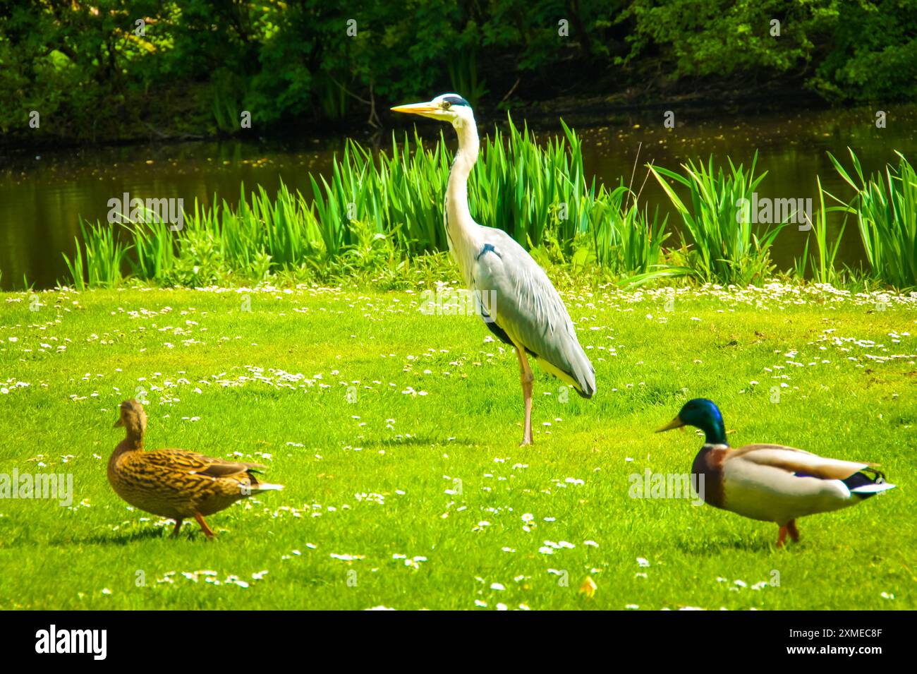 Un héron et deux canards se tiennent paisiblement ensemble dans un champ verdoyant à côté d'une rivière à Amsterdam. Une amitié improbable prospère au milieu du bea de la nature Banque D'Images